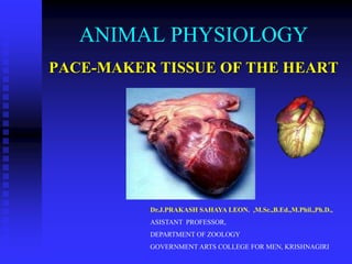 ANIMAL PHYSIOLOGY
PACE-MAKER TISSUE OF THE HEART
Dr.J.PRAKASH SAHAYA LEON. ,M.Sc.,B.Ed.,M.Phil.,Ph.D.,
ASISTANT PROFESSOR,
DEPARTMENT OF ZOOLOGY
GOVERNMENT ARTS COLLEGE FOR MEN, KRISHNAGIRI
 