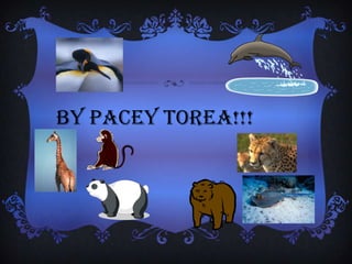 by pacey torea!!!