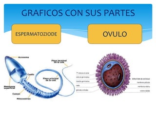 GRAFICOS CON SUS PARTES

ESPERMATOZIODE   OVULO
 