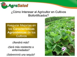 Experiencias de la Biofortificación en Países Latinoamericanos y Caribeños