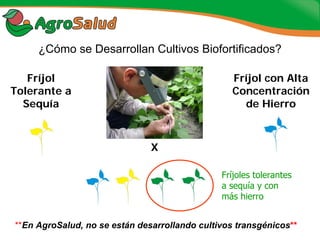 Experiencias de la Biofortificación en Países Latinoamericanos y Caribeños