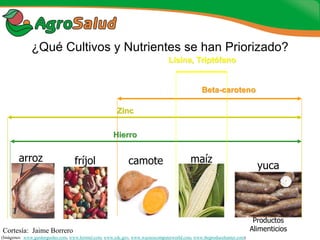 Experiencias de la Biofortificación en Países Latinoamericanos y Caribeños