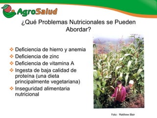 Experiencias de la Biofortificación en Países Latinoamericanos y Caribeños