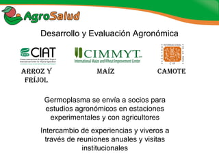 Experiencias de la Biofortificación en Países Latinoamericanos y Caribeños