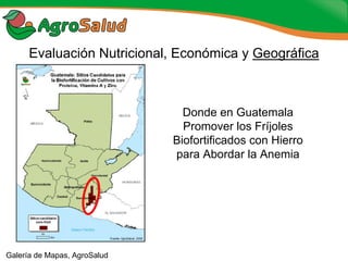 Experiencias de la Biofortificación en Países Latinoamericanos y Caribeños