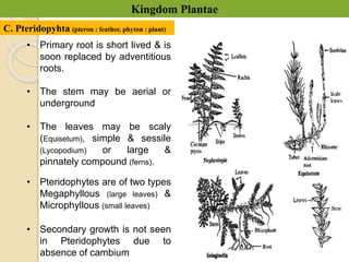 Chapter_3_Kingdom_Plantae.pptx