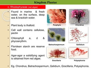 Chapter_3_Kingdom_Plantae.pptx