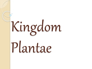 Kingdom
Plantae
 