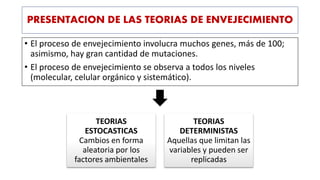 PRESENTACION DE LAS TEORIAS DE ENVEJECIMIENTO
• El proceso de envejecimiento involucra muchos genes, más de 100;
asimismo, hay gran cantidad de mutaciones.
• El proceso de envejecimiento se observa a todos los niveles
(molecular, celular orgánico y sistemático).
TEORIAS
ESTOCASTICAS
Cambios en forma
aleatoria por los
factores ambientales
TEORIAS
DETERMINISTAS
Aquellas que limitan las
variables y pueden ser
replicadas
 