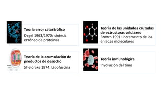 Teoría error catastrófico
Orgel 1963/1970: síntesis
erróneo de proteínas
Teoría de las unidades cruzadas
de estructuras celulares
Brown 1991: incremento de los
enlaces moleculares
Teoría de la acumulación de
productos de desecho
Sheldrake 1974: Lipofuscina
Teoría inmunológica
Involución del timo
 
