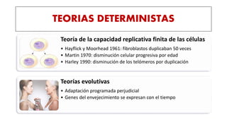 TEORIAS DETERMINISTAS
Teoría de la capacidad replicativa finita de las células
• Hayflick y Moorhead 1961: fibroblastos duplicaban 50 veces
• Martin 1970: disminución celular progresiva por edad
• Harley 1990: disminución de los telómeros por duplicación
Teorías evolutivas
• Adaptación programada perjudicial
• Genes del envejecimiento se expresan con el tiempo
 