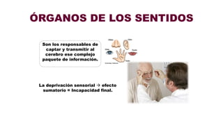 ÓRGANOS DE LOS SENTIDOS
Son los responsables de
captar y transmitir al
cerebro ese complejo
paquete de información.
La deprivación sensorial  efecto
sumatorio = Incapacidad final.
 