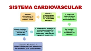 SISTEMA CARDIOVASCULAR
Rigidez y
disminución de
elasticidad de
grandes vasos.
RIGIDEZ,
TORTUOSIDAD,
DILATACION DE
LA PEQUEÑAS
ARTERIAS
El ventrículo
izquierdo sufre
una pequeña
hipertrofia (10%)
La aurícula
izquierda
incrementa su
volumen
El tejido fibroso aumenta de
tamaño, algunos de los
miocitos crecen y son
vulnerables a perdida por
apoptosis o necrosis.
Rigidez valvular 
engrosamiento y
perdida de
elasticidad.
Afectación del sistema de
conducción cardiaca por disminución
de las células en el nódulo sinusal.
 