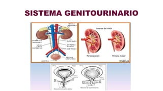 SISTEMA GENITOURINARIO
 