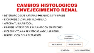 CAMBIOS HISTOLOGICOS
ENVEJECIMIENTO RENAL
• DETERIORO DE LAS ARTERIAS HIALINOSIS Y FIBROSIS
• ESCLEROSIS GLOBAL DEL GLOMERULO
• ATROFIA TUBULAR FOCAL
• FIBROSIS INTERSTICIAL E INFLAMACIÓN EN PARCHES
• INCREMENTO A LA RESISTECIAS VASCULAR RENAL
• DISMINUCION DE LA FILTRACIÓN CAMBIOS
ANORMALES
PROTEINURIA
HEMATURIA
ESCLEROSIS FOCAL
OCLUSION ARTERIAL
 