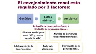 El envejecimiento renal esta
regulado por 3 factores:
Genético
Estrés
intrínseco
Ambiental
Reducción de numero de nefronas y
limitación de nefronas residuales
Disminución del peso
renal (300 g novena
década de vida )
Adelgazamiento de
la corteza renal
Número de glomérulos
funcionales disminuidos
Esclerosis
glomerular
Disminución de la
perfusión renal.
 