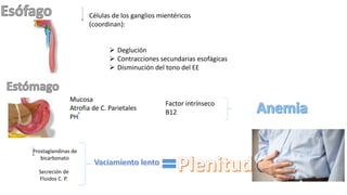 Células de los ganglios mientéricos
(coordinan):
 Deglución
 Contracciones secundarias esofágicas
 Disminución del tono del EE
Mucosa
Atrofia de C. Parietales
PH
Factor intrínseco
B12
Prostaglandinas de
bicarbonato
Secreción de
Fluidos C. P.
 