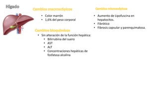 • Color marrón
• 1,6% del peso corporal
• Aumento de Lipofuscina en
hepatocitos.
• Fibrótico
• Fibrosis capsular y parenquimatosa.
• Sin alteración de la función hepática:
• Bilirrubina del suero
• AST
• ALT
• Concentraciones hepáticas de
fosfatasa alcalina
 
