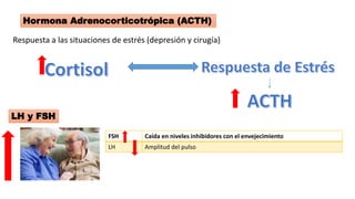 Hormona Adrenocorticotrópica (ACTH)
Respuesta a las situaciones de estrés (depresión y cirugía)
LH y FSH
FSH Caída en niveles inhibidores con el envejecimiento
LH Amplitud del pulso
 