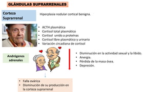 GLÁNDULAS SUPRARRENALES
Corteza
Suprarrenal
Hiperplasia nodular cortical benigna.
• ACTH plasmática
• Cortisol total plasmático
• Cortisol unido a proteínas
• Cortisol libre plasmático y urinario
• Variación circadiana de cortisol
Andrógenos
adrenales
• Falla ovárica
• Disminución de su producción en
la corteza suprarrenal
• Disminución en la actividad sexual y la libido.
• Anergia.
• Pérdida de la masa ósea.
• Depresión.
 