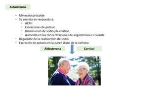 Aldosterona
• Mineralocorticoide
• Se secreta en respuesta a:
• ACTH
• Elevaciones de potasio
• Disminución de sodio plasmático
• Aumento en las concentraciones de angiotensina circulante
• Regulador de la reabsorción de sodio
• Excreción de potasio en la pared distal de la nefrona
Aldosterona Cortisol
 