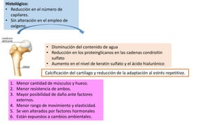 Histológico:
• Reducción en el número de
capilares.
• Sin alteración en el empleo de
oxígeno.
• Disminución del contenido de agua
• Reducción en los proteinglicanos en las cadenas condroitin
sulfato
• Aumento en el nivel de keratin sulfato y el ácido hialurónico
Calcificación del cartílago y reducción de la adaptación al estrés repetitivo.
1. Menor cantidad de músculos y hueso.
2. Menor resistencia de ambos.
3. Mayor posibilidad de daño ante factores
externos.
4. Menor rango de movimiento y elasticidad.
5. Se ven alterados por factores hormonales
6. Están expuestos a cambios ambientales.
 