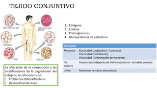 TEJIDO CONJUNTIVO
1. Colágeno
2. Elastina
3. Proteoglucanos
4. Glucoproteínas de estructura
La alteración de la composición y las
modificaciones de la degradación del
colágeno se relacionan con:
• Problemas Osteoarticulares
• Descalcificación ósea
Funciones
Mecánica Elasticidad Longitudinal (Limitada)
Viscocidad (Hidratación)
Plasticidad (Deformación permanente)
De
soporte
Hueso con el depósito de hidroxiapatita en la matríz proteica
Unión Mantener la matríz extracelular
 