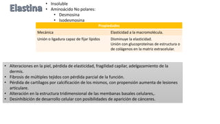 • Insoluble
• Aminoácido No polares:
• Desmosina
• Isodesmosina
Propiedades
Mecánica Elasticidad a la macromolécula.
Unión o ligadura capaz de fijar lípidos Disminuye la elasticidad.
Unión con glucoproteínas de estructura o
de colágenos en la matriz extracelular.
• Alteraciones en la piel, pérdida de elasticidad, fragilidad capilar, adelgazamiento de la
dermis.
• Fibrosis de múltiples tejidos con pérdida parcial de la función.
• Pérdida de cartílagos por calcificación de los mismos, con propensión aumenta de lesiones
articulare.
• Alteración en la estructura tridimensional de las membanas basales celulares,.
• Desinhibición de desarrollo celular con posibilidades de aparición de cánceres.
 