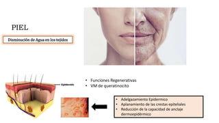 PIEL
Disminución de Agua en los tejidos
• Funciones Regenerativas
• VM de queratinocito
• Adelgazamiento Epidermico
• Aplanamiento de las crestas epiteliales
• Reducción de la capacidad de anclaje
dermoepidérmico
 