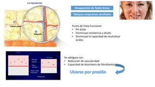 Desaparición de Tejido Graso
Tabiques conjuntivos atrofiados
Punto de Vista Funcional:
• PH ácido
• Disminuye resistencia a álcalis
• Disminuye la capacidad de neutralizar
ácidos
Se adelgaza con:
• Reducción de vascularidad
• Capacidad de biosíntesis de fibroblastos
 