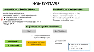 HOMEOSTASIS
Regulación de la Presión Arterial
• Regulación de presión arterial.
• Hipertensión Arterial = Cuadros de hipotensión.
• Sensibilidad de los barorreceptores.
• Capacidad ventricular.
• Cambios en la función de reabsorción de sodio por el
riñón y S-R-A-A.
Regulación de la Temperatura
• Disminución en la producción de calor.
• Decremento de la masa corporal.
• Disminución de la actividad muscular.
• Respuesta vasomotora lenta.
Regulación de líquidos corporales
AGUA ELECTROLITOS
• Funcionamiento renal.
• Ingestión de agua y sal.
VASOPRESINA
ALDOSTERONA
VOLUMEN DE FILTRADO
GLOMERULAR
• Hormonas Centrales
• Alta osmolaridad
• Hipovolemia
• Dificultad de excreción
de agua
• Retención de NA.
 