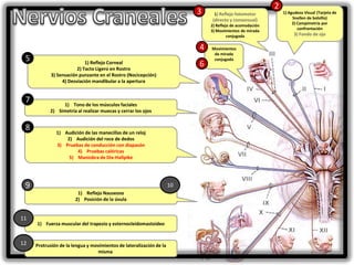 3

2
1) Reflejo fotomotor

(directo y consensual)
2) Reflejo de acomodación
3) Movimientos de mirada
conjugada

4
5

7
8

1) Tono de los músculos faciales
2) Simetría al realizar muecas y cerrar los ojos

1) Audición de las manecillas de un reloj
2) Audición del roce de dedos
3) Pruebas de conducción con diapasón
4) Pruebas calóricas
5) Maniobra de Dix-Hallpike

9

10
1) Reflejo Nauseoso
2) Posición de la úvula

11

12

6

1) Reflejo Corneal
2) Tacto Ligero en Rostro
3) Sensación punzante en el Rostro (Nocicepción)
4) Desviación mandibular a la apertura

1) Fuerza muscular del trapezio y esternocleidomastoideo

Protrusión de la lengua y movimientos de lateralización de la
misma

Movimientos
de mirada
conjugada

1) Agudeza Visual (Tarjeta de
Snellen de bolsillo)
2) Campimetría por
confrontación

3) Fondo de ojo

 