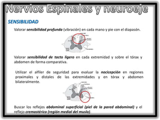 SENSIBILIDAD
Valorar sensibilidad profunda (vibración) en cada mano y pie con el diapasón.

Valorar sensibilidad de tacto ligero en cada extremidad y sobre el tórax y
abdomen de forma comparativa.
Utilizar el alfiler de seguridad para evaluar la nocicepción en regiones
proximales y distales de las extremidades y en tórax y abdomen
bilateralmente.

Buscar los reflejos abdominal superficial (piel de la pared abdominal) y el
reflejo cremastérico (región medial del muslo).

 