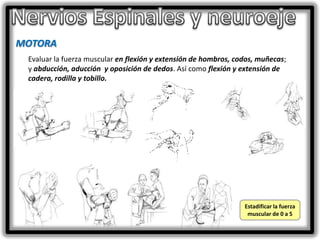MOTORA
Evaluar la fuerza muscular en flexión y extensión de hombros, codos, muñecas;
y abducción, aducción y oposición de dedos. Así como flexión y extensión de
cadera, rodilla y tobillo.

Estadificar la fuerza
muscular de 0 a 5

 