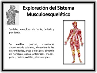 • Se debe de explorar de frente, de lado y
por detrás.

• Se
evalúa:
postura,
curvaturas
anormales de columna, alineación de las
extremidades, arcos de los pies, simetría
de hombros, codos, antebrazos, manos,
pelvis, cadera, rodillas, piernas y pies.

 