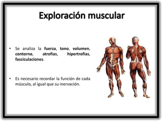 • Se analiza la fuerza, tono, volumen,
contorno,
atrofias,
hipertrofias,
fasciculaciones.

• Es necesario recordar la función de cada
músculo, al igual que su inervación.

 