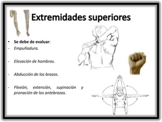 • Se debe de evaluar:
- Empuñadura.
-

Elevación de hombros.

-

Abducción de los brazos.

-

Flexión, extensión, supinación
pronación de los antebrazos.

y

 