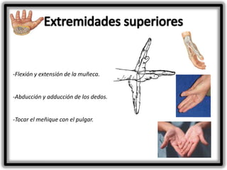 -Flexión y extensión de la muñeca.

-Abducción y adducción de los dedos.

-Tocar el meñique con el pulgar.

 