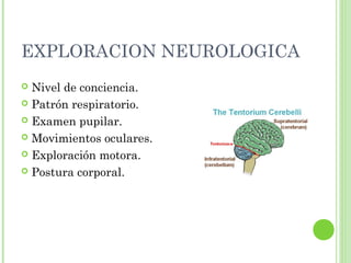 EXPLORACION NEUROLOGICA
 Nivel de conciencia.
 Patrón respiratorio.
 Examen pupilar.
 Movimientos oculares.
 Exploración motora.
 Postura corporal.
 