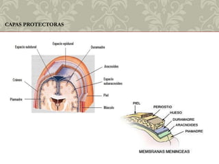 Paciente neurologico | PPTX