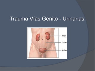 Trauma Vías Genito - Urinarias
 
