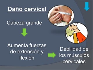 Daño cervical

Cabeza grande



Aumenta fuerzas
 de extensión y    Debilidad de
     flexión      los músculos
                    cervicales
 