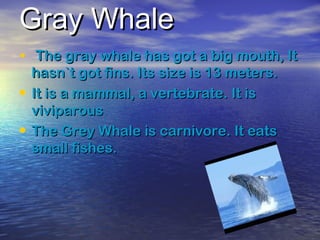 Gray WhaleGray Whale
• The gray whale has got a big mouth, ItThe gray whale has got a big mouth, It
hasn`t got fins. Its size is 13 meters.hasn`t got fins. Its size is 13 meters.
• It is a mammal, a vertebrate. It isIt is a mammal, a vertebrate. It is
viviparousviviparous
• The Grey Whale is carnivore. It eatsThe Grey Whale is carnivore. It eats
small fishes.small fishes.
 