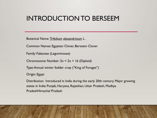 Comprehensive Guide to Berseem Crop Package and Practices for Rabi ...