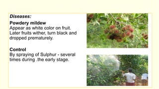 Package and practices of rambutan [autosaved] | PPTX