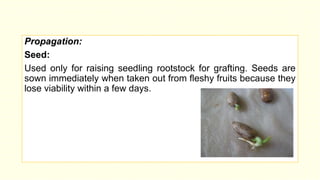 Package and practices of rambutan [autosaved] | PPTX