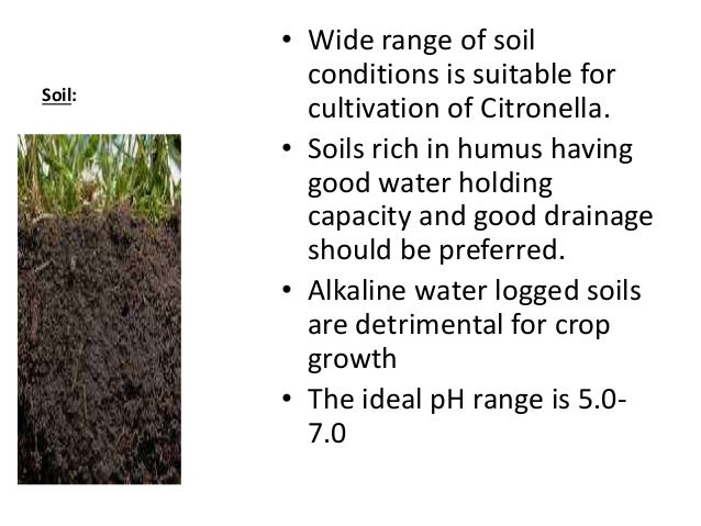 Package of practices for cultivation of citronella