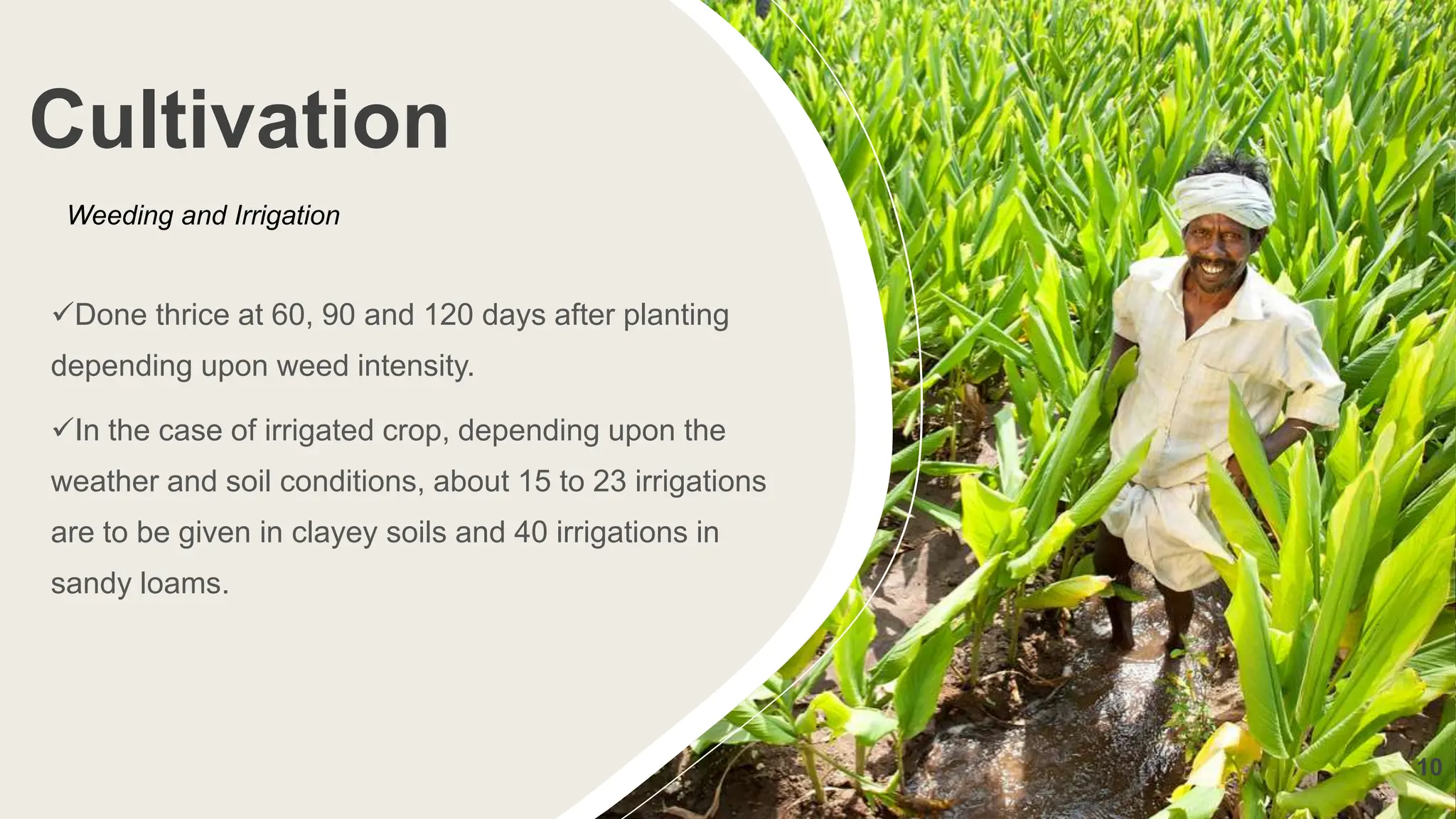 Cultivation
Done thrice at 60, 90 and 120 days after planting
depending upon weed intensity.
In the case of irrigated crop, depending upon the
weather and soil conditions, about 15 to 23 irrigations
are to be given in clayey soils and 40 irrigations in
sandy loams.
Weeding and Irrigation
10
 