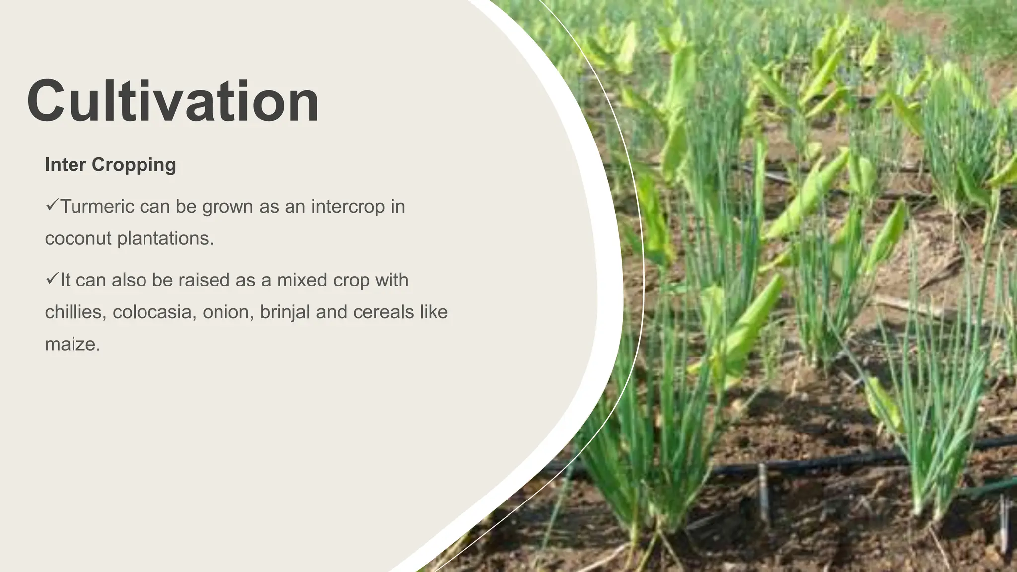 Cultivation
Inter Cropping
Turmeric can be grown as an intercrop in
coconut plantations.
It can also be raised as a mixed crop with
chillies, colocasia, onion, brinjal and cereals like
maize.
 