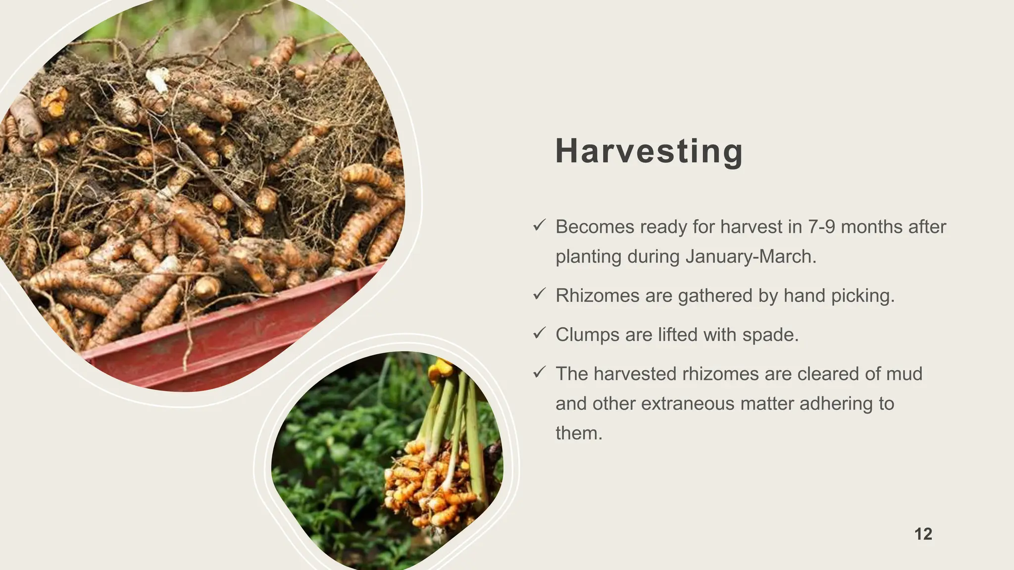 Harvesting
 Becomes ready for harvest in 7-9 months after
planting during January-March.
 Rhizomes are gathered by hand picking.
 Clumps are lifted with spade.
 The harvested rhizomes are cleared of mud
and other extraneous matter adhering to
them.
12
 